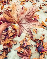 Close-up of maple leaves during autumn