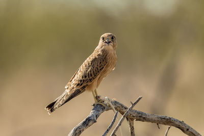 Close-up of bird perching on twig