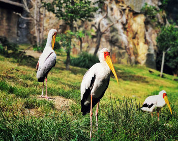 Birds perching on a field