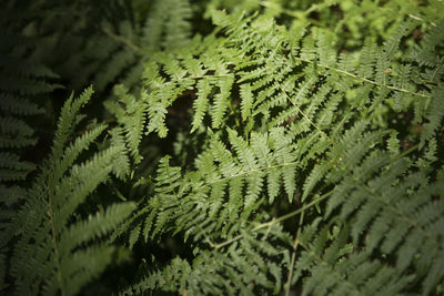 Full frame shot of pine tree