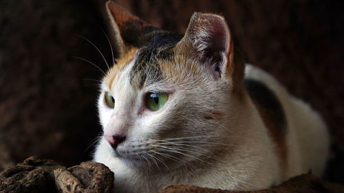 Close-up of a cat looking away