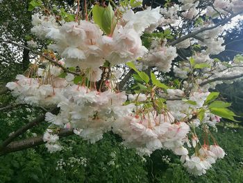 Close-up of white flowers on tree