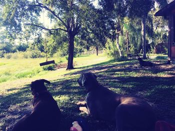 Dog sitting on field