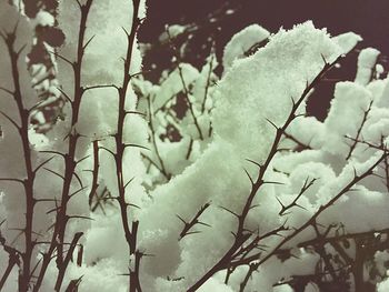 Snow covered trees