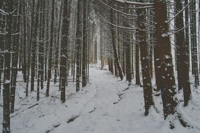 Snow covered trees