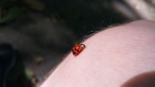 Close-up of ladybug on hand