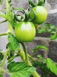 Close-up of fruit growing on plant