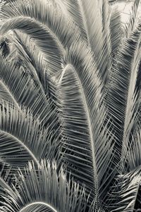 Full frame shot of palm leaves