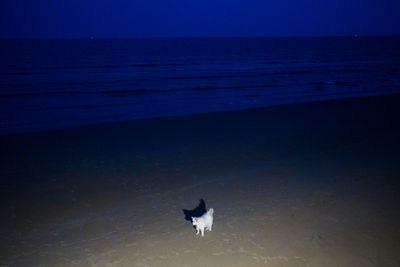 View of a dog on beach