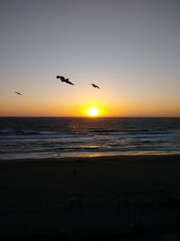 Birds flying over beach against sky during sunset