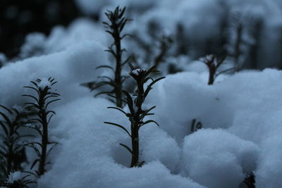 Close-up of snow covered plants against sky