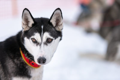 Close-up portrait of a dog