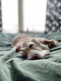Close-up of dog sleeping on bed