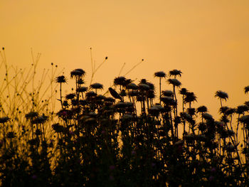 Silhouette plants against sky during sunset