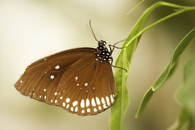 Butterfly on leaf