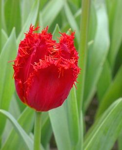 Close-up of red flowers