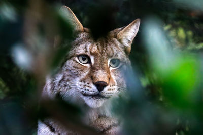 Close-up portrait of cat