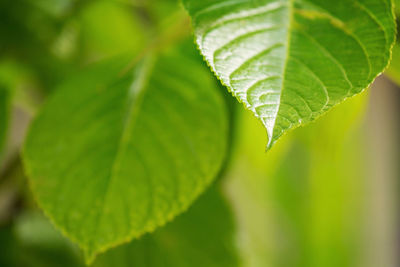 Close-up of wet leaves