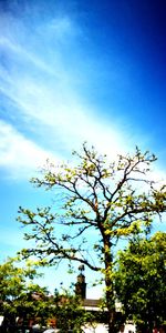 Low angle view of flowering plants against blue sky