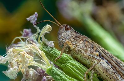 Close-up of butterfly on plant