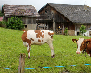 Cows on grass