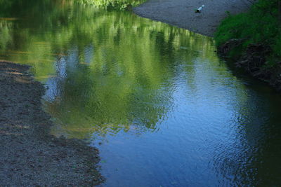 Reflection of trees in water