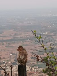 Monkey with sea in background