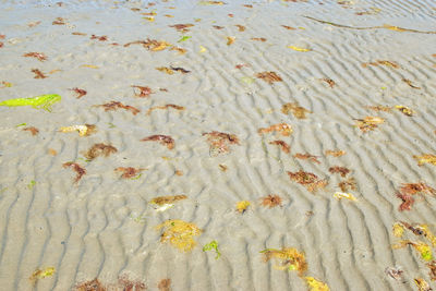 High angle view of leaves floating on beach