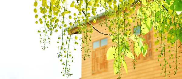 Cassia fistula yellow flowers on the tree