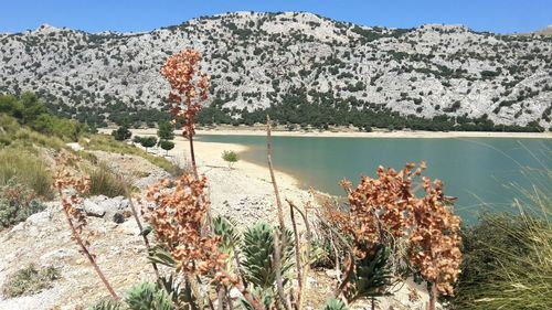 Scenic view of lake and trees against sky