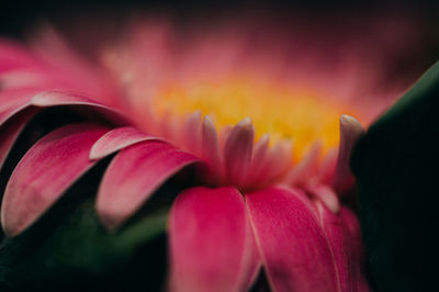 Close-up of pink rose flower