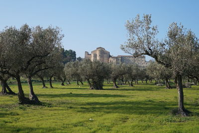 Trees in lawn against clear sky