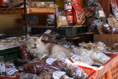 Cat in store