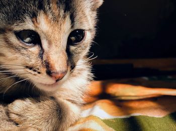 Close-up portrait of a cat