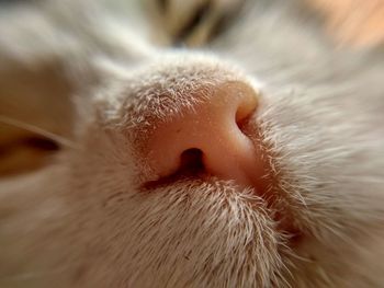 Close-up of cat