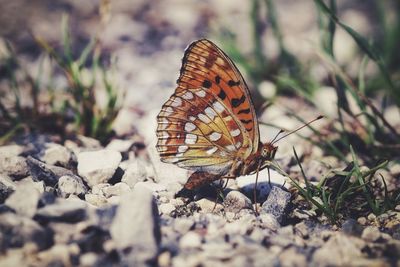 Close-up of butterfly on flower