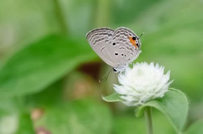 Butterfly perching on flower