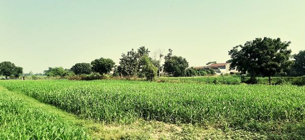 Scenic view of agricultural field against clear sky