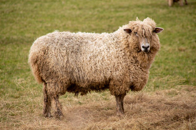 Portrait of sheep on field