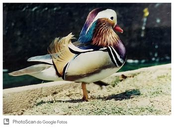 Close-up of bird