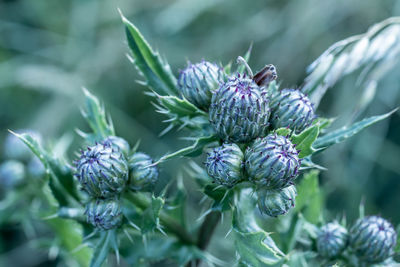 Close-up of purple flowering plant
