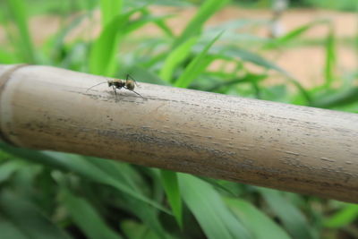 Close-up of insect on leaf