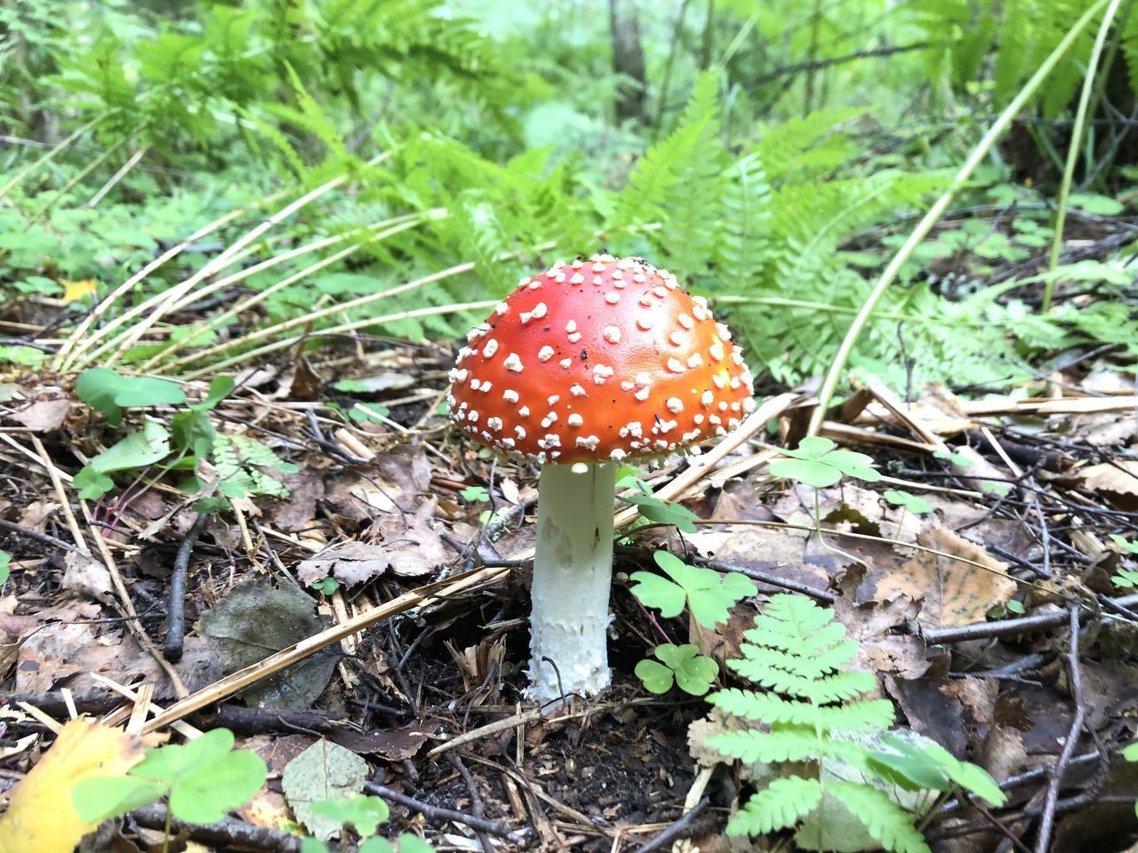 CLOSE-UP OF FLY ON MUSHROOM