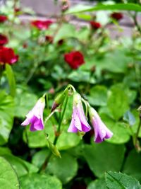 Close-up of pink flowers