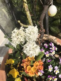 Close-up of flowers blooming outdoors