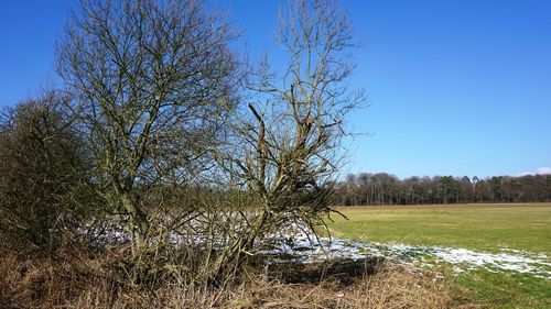 Bare tree on field against clear blue sky