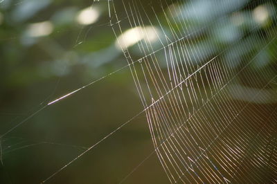Close-up of spider on web