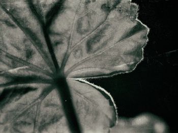 Close-up of flowers