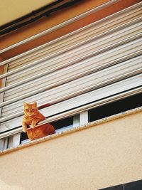 Dog sitting by window