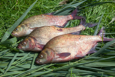 High angle view of fish in grass